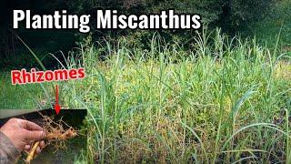 Planting Giant Miscanthus