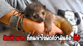 คินคาจู (Kinkajou) Honey ฺBear ที่หลายคนเข้าใตผิดว่ามันคือลิง