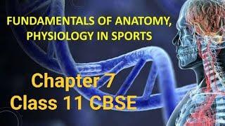 Fundamentals of Anatomy Physiology in Sport's Chapter- 7 Grade 11 Physical Education #cbse