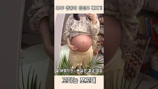 #쌍둥이 만삭 배크기 보고 놀란 #강아지