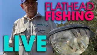 Flathead Fishing: BEST All Time Fresh Bait - LIVE Demo