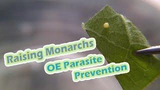 Raising Monarchs - OE Parasite Prevention (Help The Monarch Butterfly)