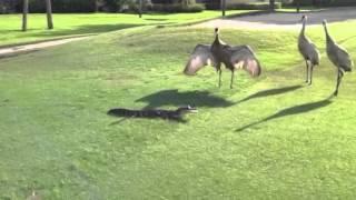 Sandhill Cranes attack Gator