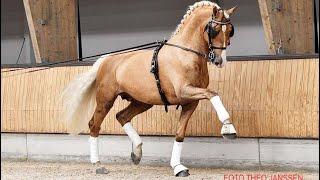 Palomino Power! Edmundo, Odin & offspring at Gelders stallion show April 6, 2024