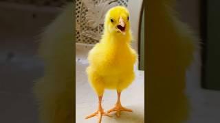 Wow nice cutie colour chicken video | hen  baby cutie sound | mugi ke chuze ke awaz #birds #wildlife