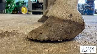 FIXING THIS MESS! Bringing This Hoof Back!