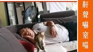 三魂唔見咗七魄 鼻鼾聲嚇窒喵星人