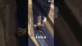 Top 5 Peregrine falcon attacks  #peregrinefalcon #hunting