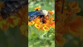 Natures small worker - calm soothing ambient relaxation music video ||relaxation channel|| #shorts