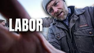 Prepping for Animal Labor (MEGA VLOG)