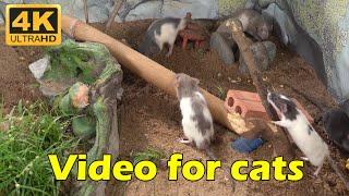 Cat TV: Kitty’s Greatest Chase – 3 Hours of Mice Hiding & Seeking in 4K UHD | Catflix