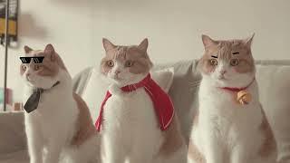 一隻貓演繹三個角色「Juliet」貓咪版MV上線！Juliet MV (cat version) | 奶糕成精檔案社