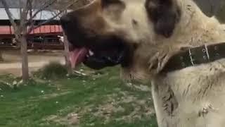 Most Powerful Breed In The World Malakli / Anatolian not Kangal