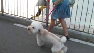 訓練前 Dog training 2歲 Cable 貴婦狗 Poodle 犬隻訓練