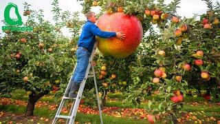 Apple Harvesting Secrets: How Farmers Grow Billions of Apples – From Seedlings to Harvest