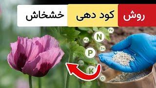 روش کود دهی خشخاش از صفر تا صد | چکار کنیم تا رشد عالی داشته باشد ؟