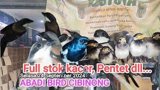 Update stok full kacer dahit, daput, pentet dll##ABADIBIRDCIBINONG