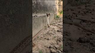 "Cobra vs. Russell's Viper: A Fierce Snake Fight! #snakeresque #wildlife #animals #kingcobra #shorts