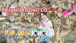 YunJi TV[56] Người Hàn Quốc trồng nấm đông cô như thế nào? và học làm món củ cải ngâm nước tương.