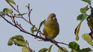 Greenfinch call and song