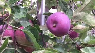 Apple Picking at Paul Watson Farms Ltd. #fallseason #bowmanville #ontario #thanksgiving