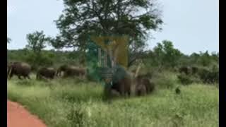 Angry Elephant Herd|Omgggg #youtubeshorts #southafricatoday #viral #wildlife