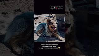 Берта ищет дом #саратов #вдобрыерукисаратов #верностьсаратов