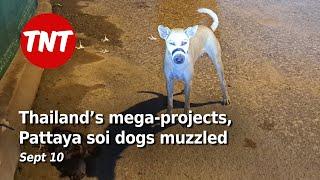 Thailand’s mega-projects, Pattaya soi dogs muzzled - September 10