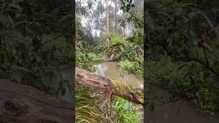 DANDENONG RANGES - Fishing!   #fishing #trout #troutfishing #fishingaustralia