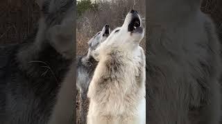 new short Wolf video #wolflovers #wolf #shorts