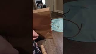 Cat is hiding in a bag and sneak attacks owner!