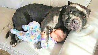 Having Protective Dogs are Awesome - Cute Moments Dog and Human