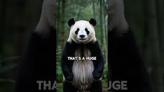 Top 5 Funniest Panda Facts  #1 is Hilarious! #pandafacts #animalfacts #top5 #funfacts