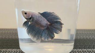 Meet My *New* Betta Fish | Twintail Halfmoon Male Betta | Petsmart + Name Reveal