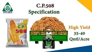 CP 508 Maize Hybrid seeds