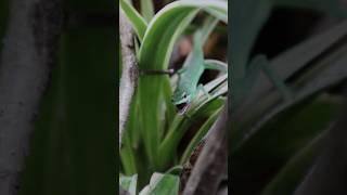 Sakishima Grass Lizards Dinner Time | Kam’s Reptiles