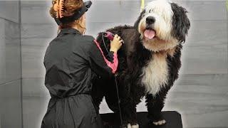 Oh me oh my 3 years is a LONG time | Old English Sheepdog