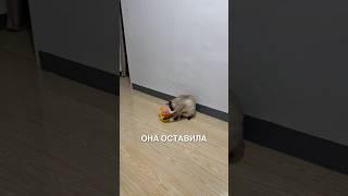Самый умный котик  #истории #история #новости #новость #shorts