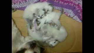 Kittens4