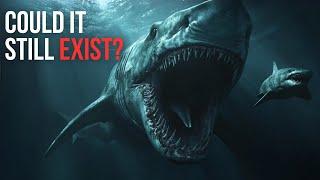 Uncovering The Megalodon's Mysterious Extinction