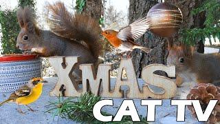 Christmas CAT TV  Chill Out This Festival With Squirrel And Bird Friend  TV FOR CAT To Entertain