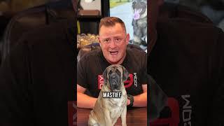 Top 3 Lazy Dog Breeds