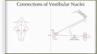 Neuroanatomy with Chimmalgi