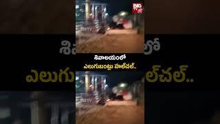 Srikakulam | శివాలయంలో ఎలుగుబంట్లు హల్​చల్​.. | BIG TV