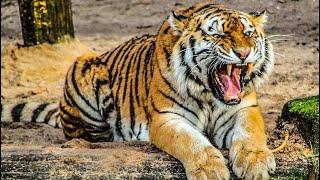 Tiger  King  | Tiger Growling Sound | Tiger Roar Sound | Must Watch | Animal Lover