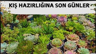 SON VİDEOLAR KIŞA HAZIRLIK ZAMANI || YENİ SERAM  #kaktus #succulent #sukulent #flowers #sera