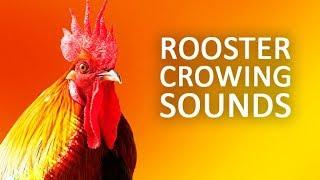 ROOSTER CROWING Sound Effect HD