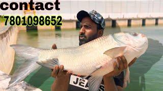 winter method feeder fishing | feeder fishing bait | amazing fishing videos | fishing 