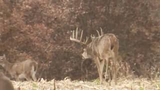 Whitetail Freaks - Kandi's 160inch Buck - Outdoor Channel