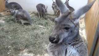 Meet the Giant Red Kangaroos at Southwick's Zoo